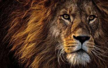 NEW MOON ๐in Leo โ๏ธ ALIGNMENT