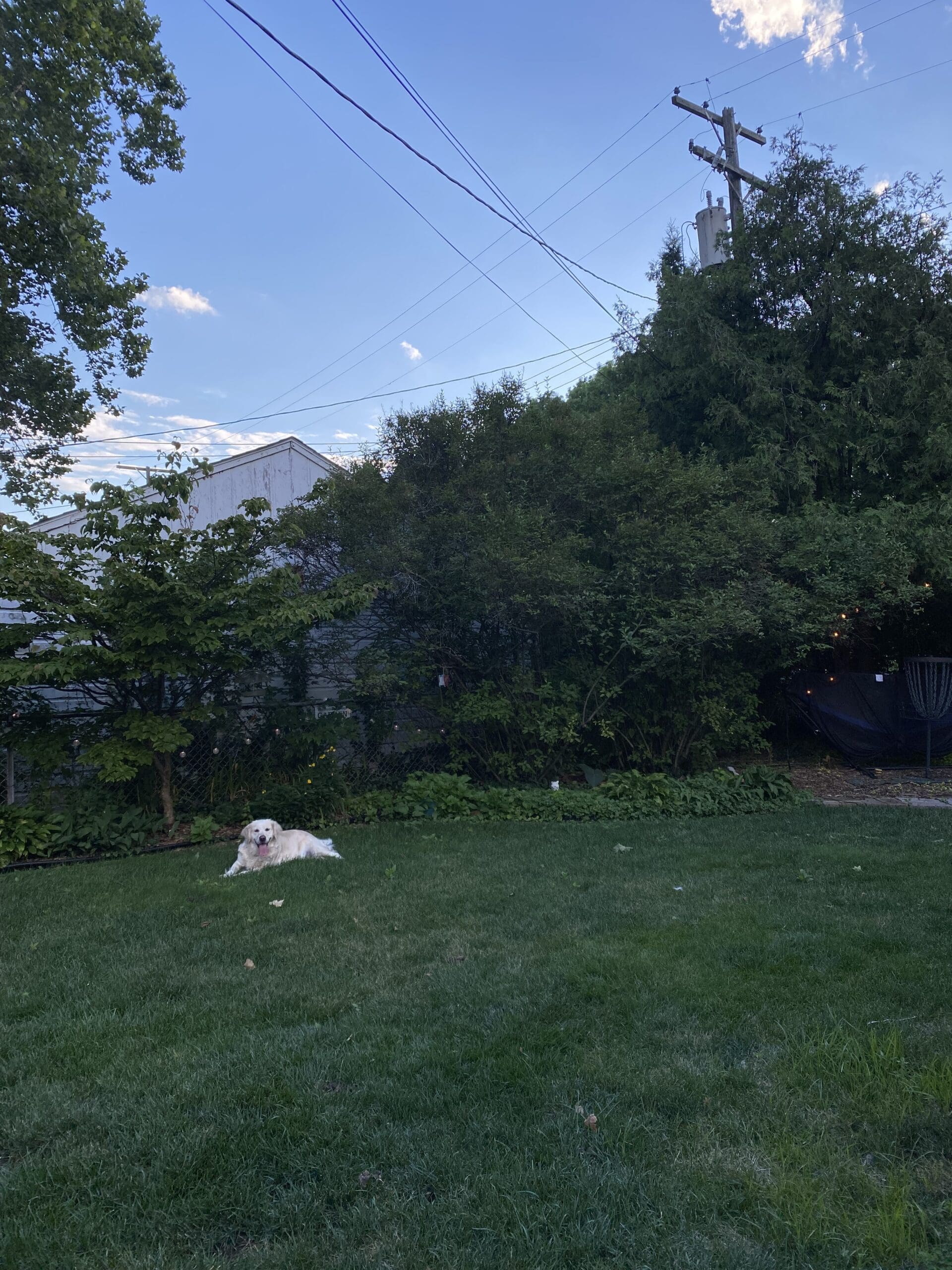 Zooming from the Garden